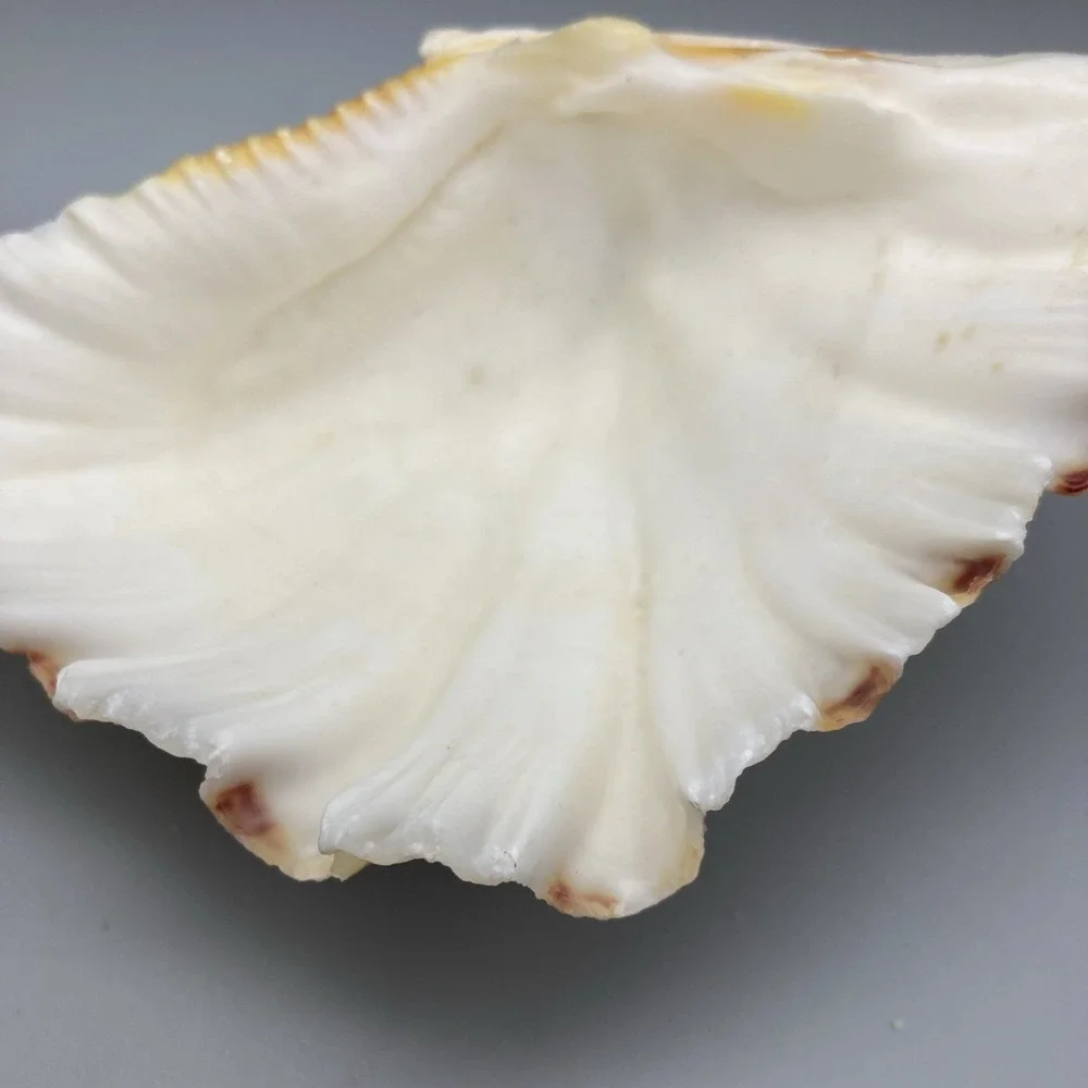 Vintage 1960's Sea Shell Appetizer Pick Set Large Main Shell 32  Toothpicks